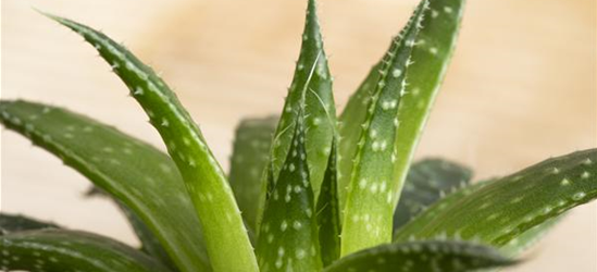 Haworthia 