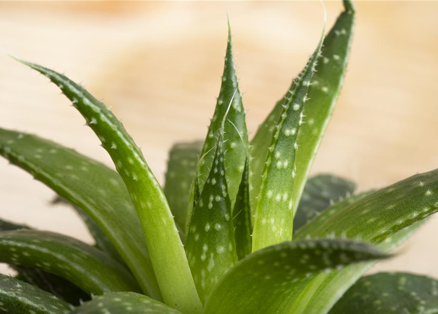 Haworthia 