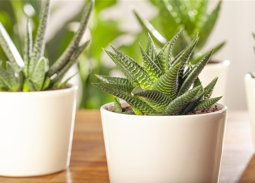 Haworthia 