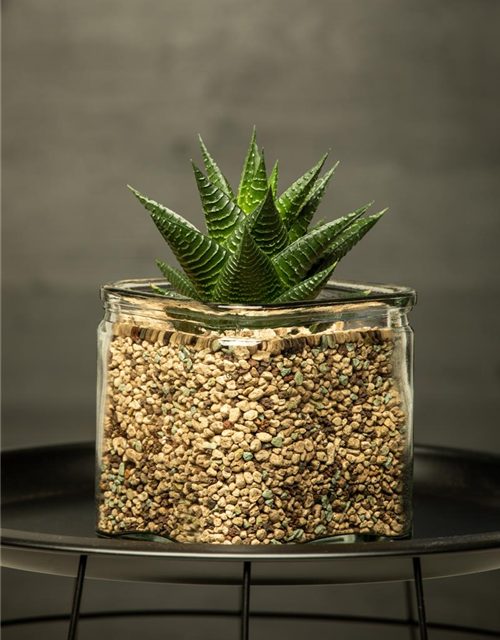 Haworthia 