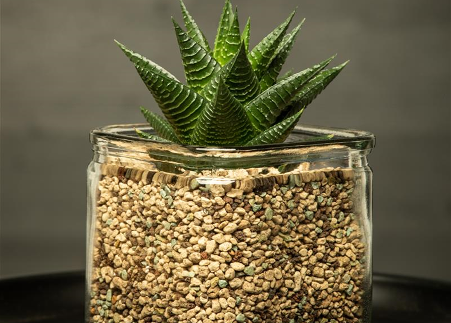 Haworthia 