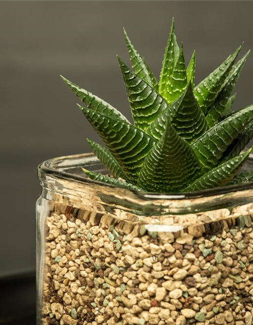 Haworthia 