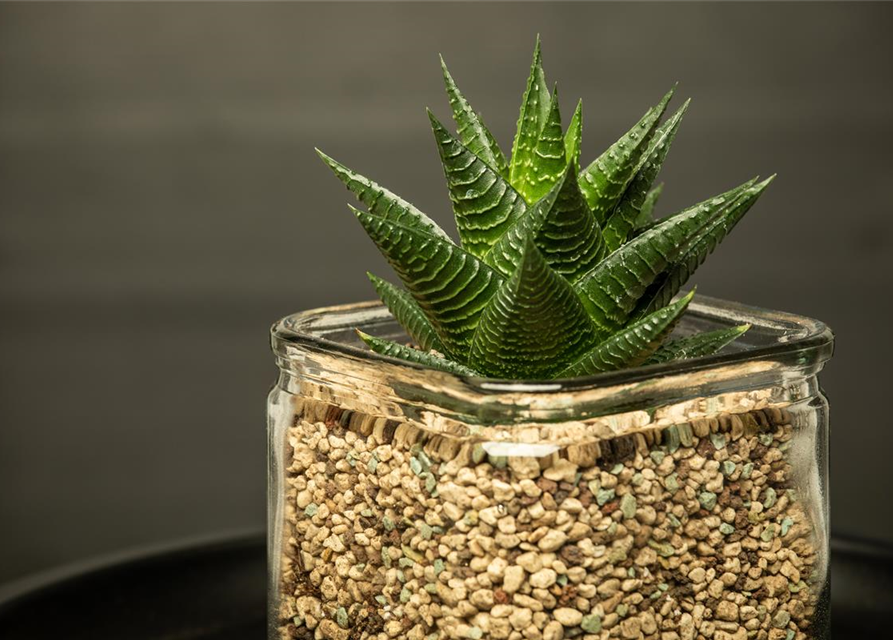 Haworthia 