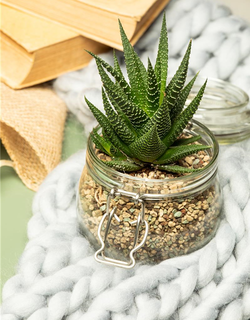 Haworthia 