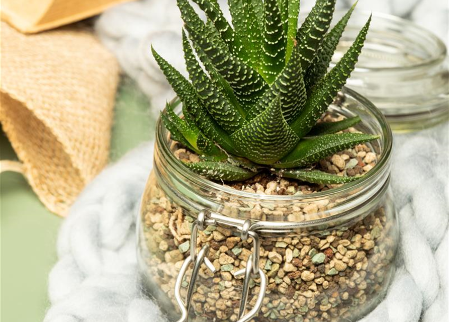 Haworthia 