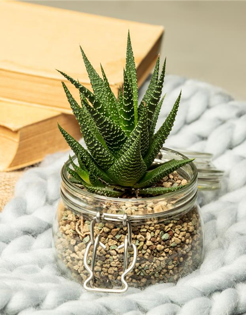 Haworthia 