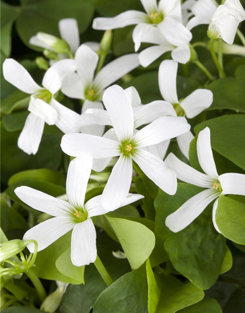 Oxalis triangularis