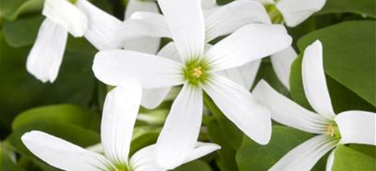 Oxalis triangularis