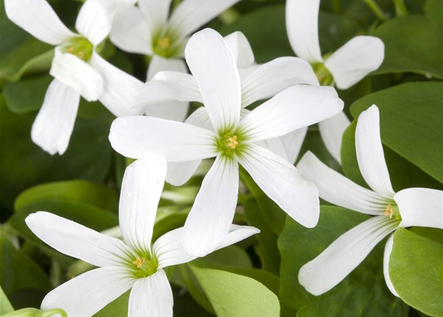 Oxalis triangularis