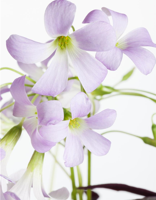 Oxalis triangularis