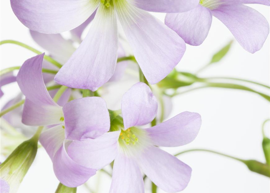 Oxalis triangularis