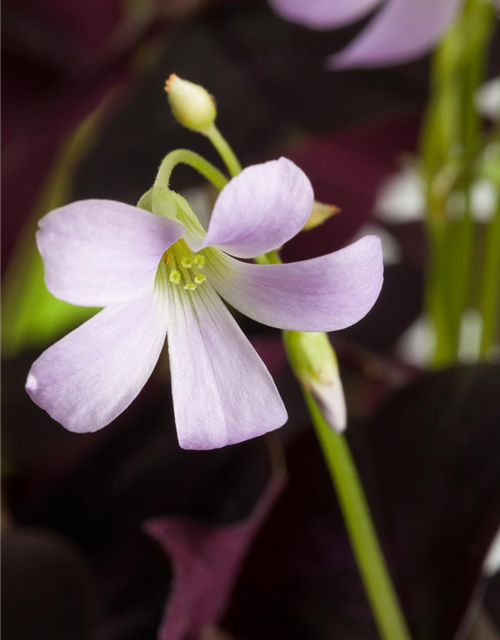 Oxalis triangularis