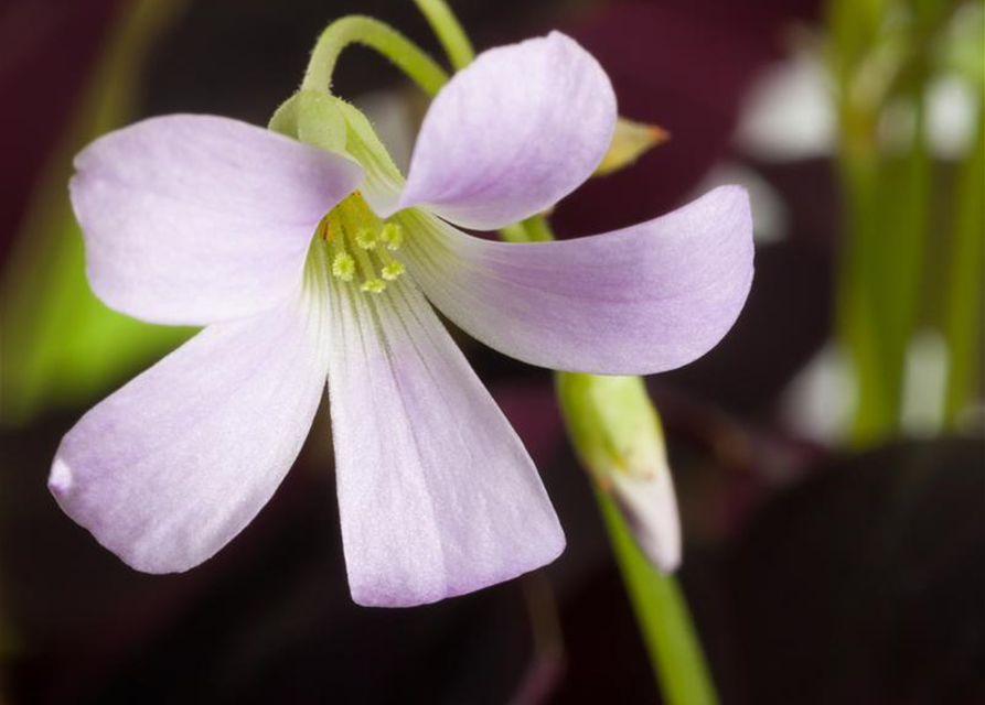 Oxalis triangularis