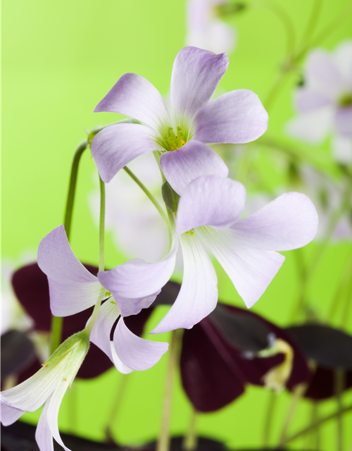 Oxalis triangularis