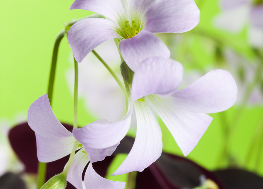 Oxalis triangularis