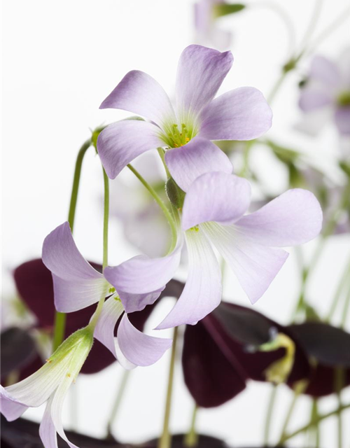 Oxalis triangularis