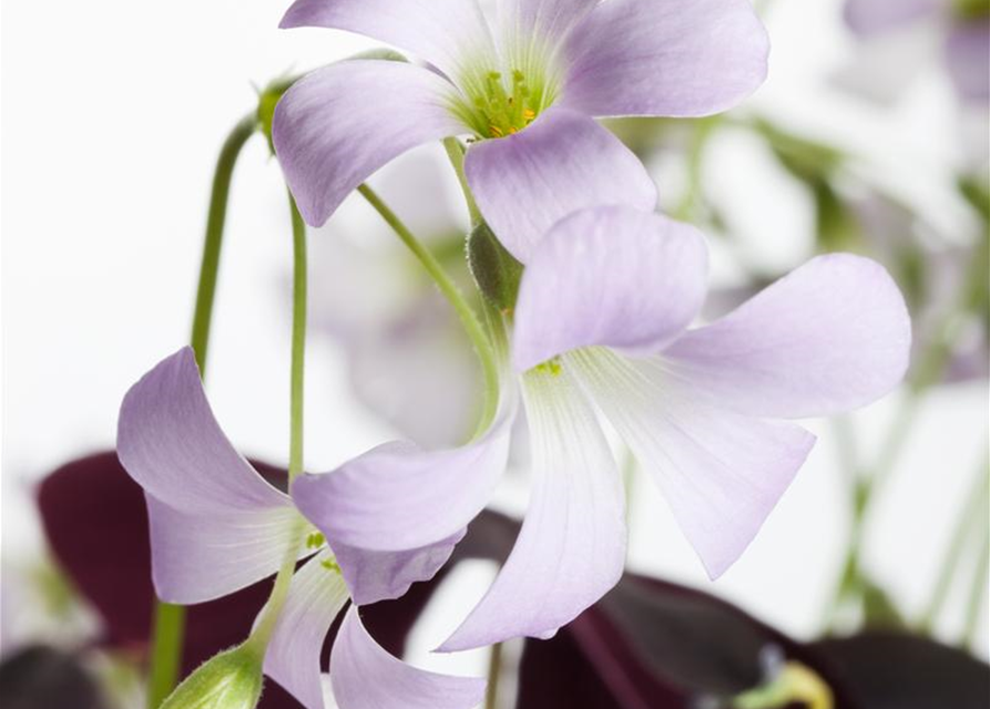 Oxalis triangularis