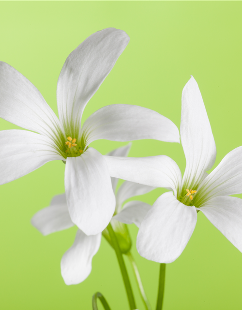 Oxalis triangularis