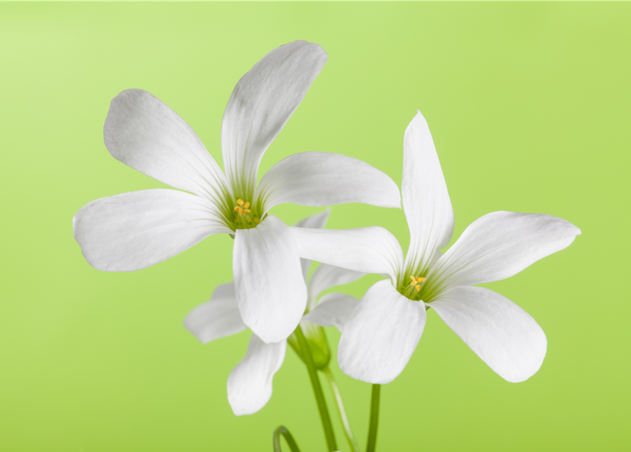 Oxalis triangularis