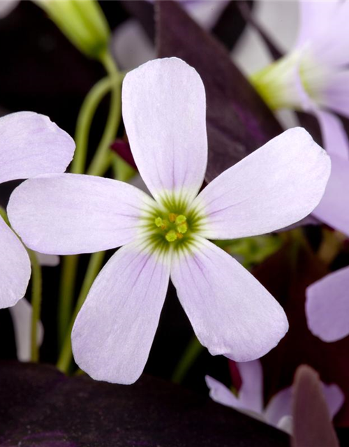 Oxalis triangularis