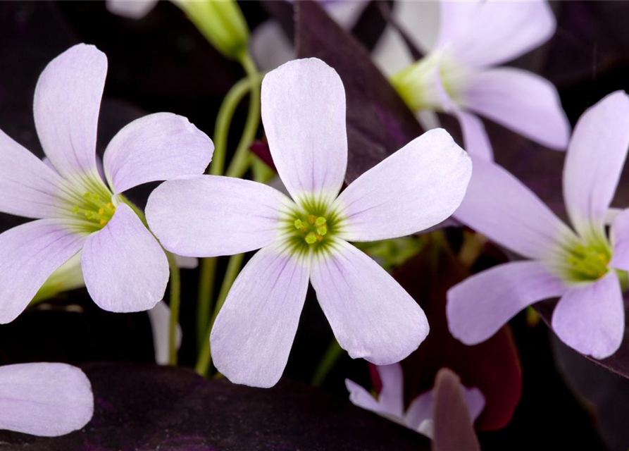 Oxalis triangularis