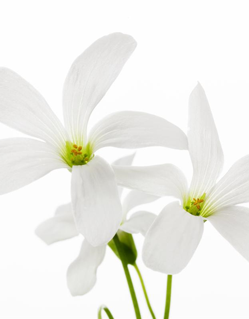 Oxalis triangularis