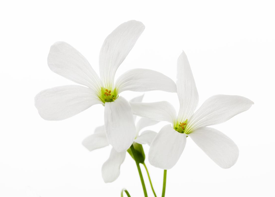 Oxalis triangularis