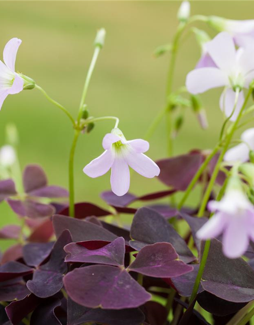 Oxalis triangularis