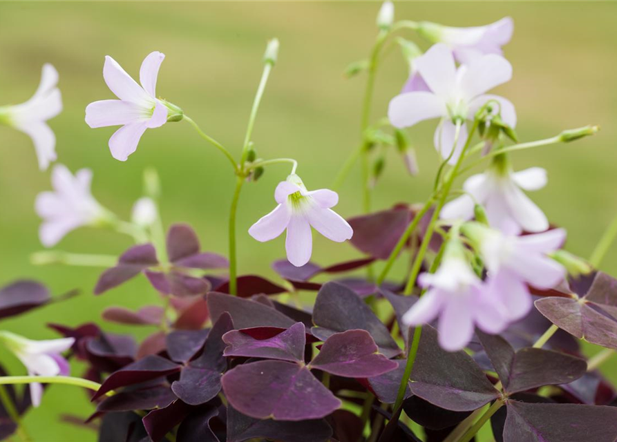 Oxalis triangularis