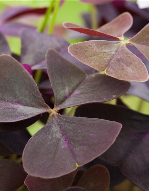 Oxalis triangularis