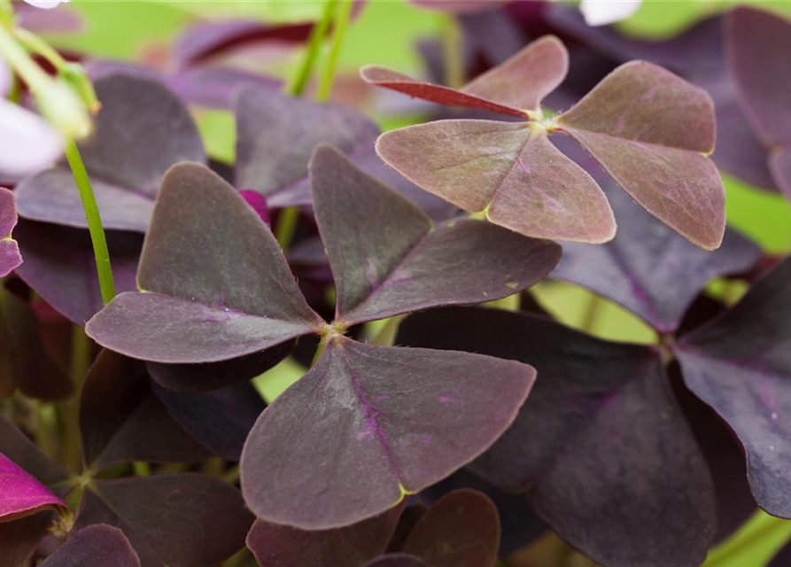 Oxalis triangularis