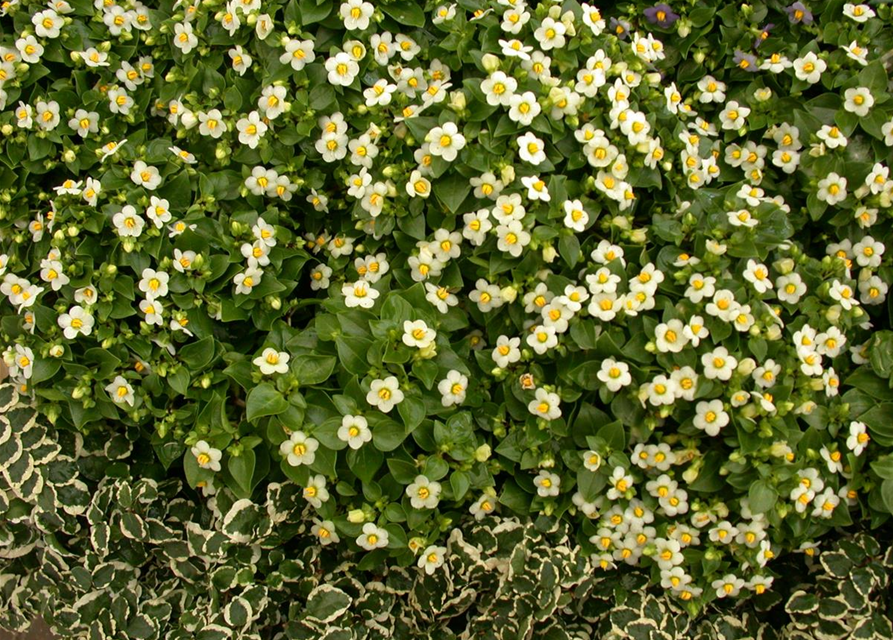 Exacum White Star