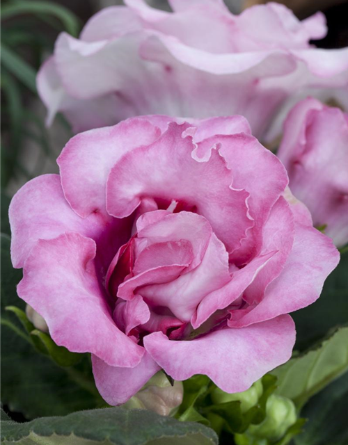 Gloxinia Sonata Red