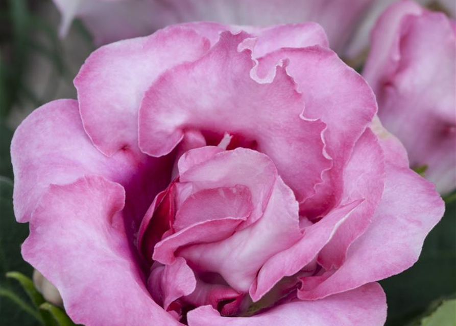 Gloxinia Sonata Red