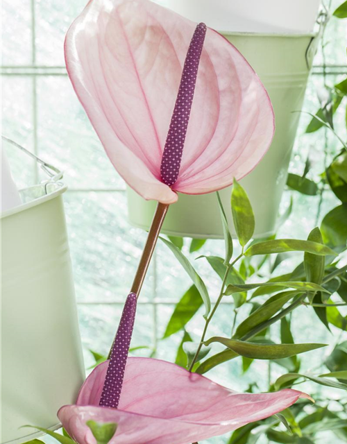 Flamingoblume Pink jolli 