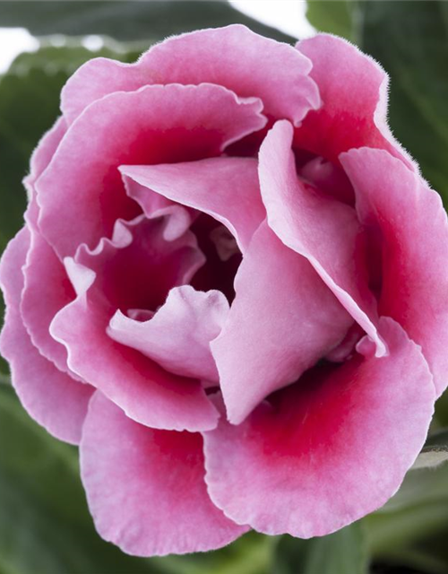 Gloxinia Sonata Red