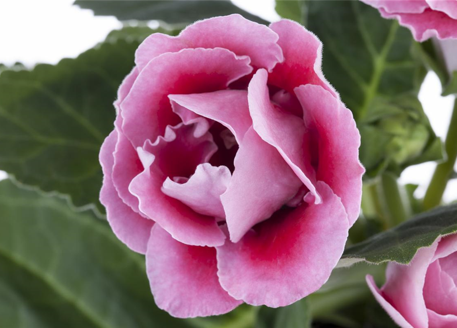 Gloxinia Sonata Red