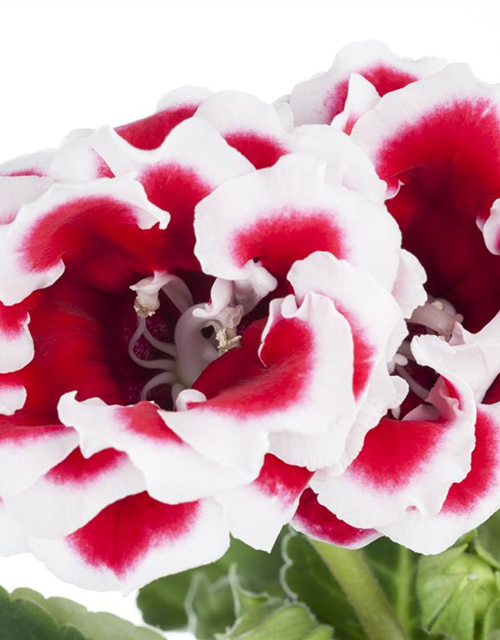 Gloxinia Sonata Red