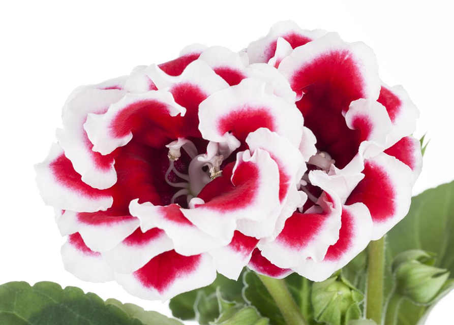 Gloxinia Sonata Red