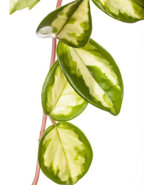 Peperomia Obtusifolia Variegata 