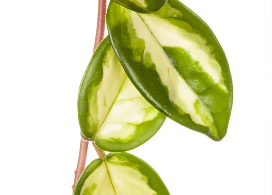 Peperomia Obtusifolia Variegata 