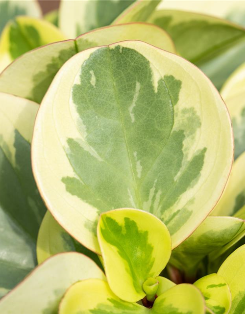 Peperomia Obtusifolia Variegata 