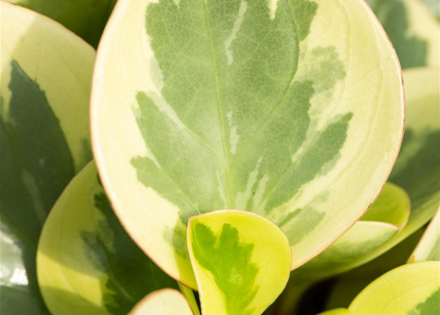 Peperomia Obtusifolia Variegata 