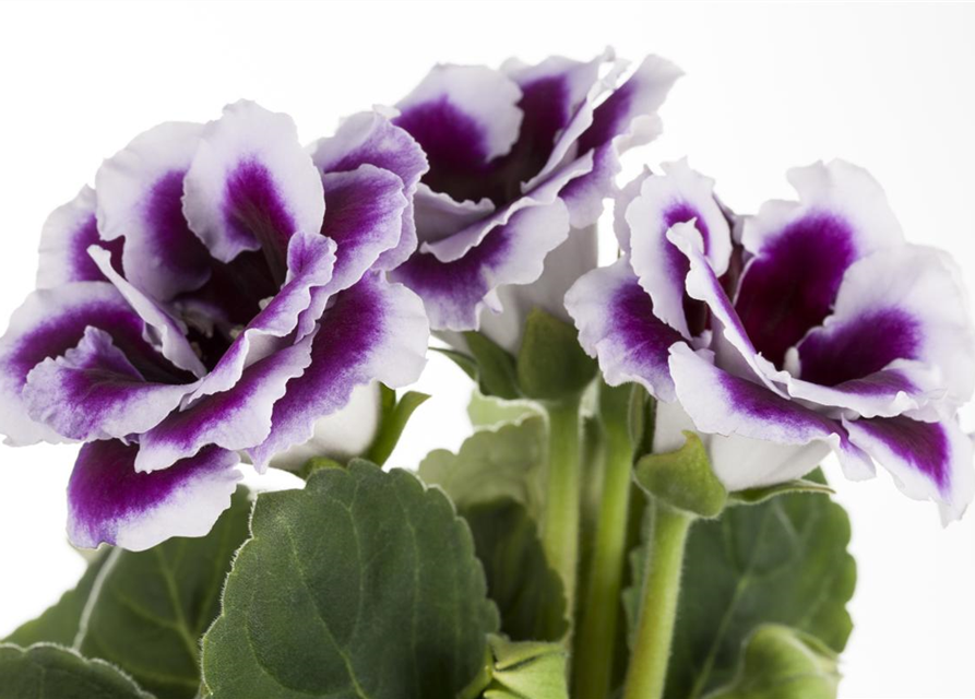 Gloxinia Sonata Red