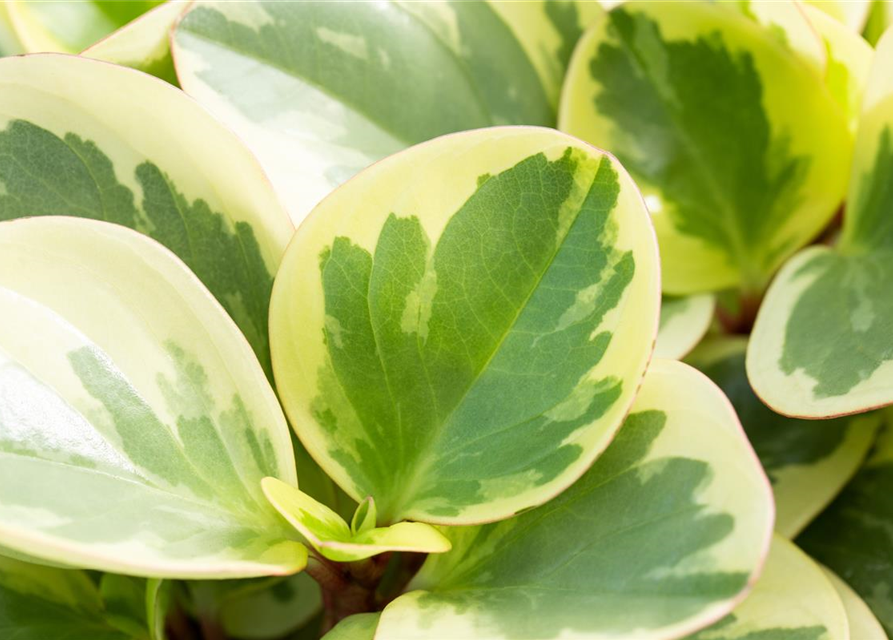 Peperomia Obtusifolia Variegata 