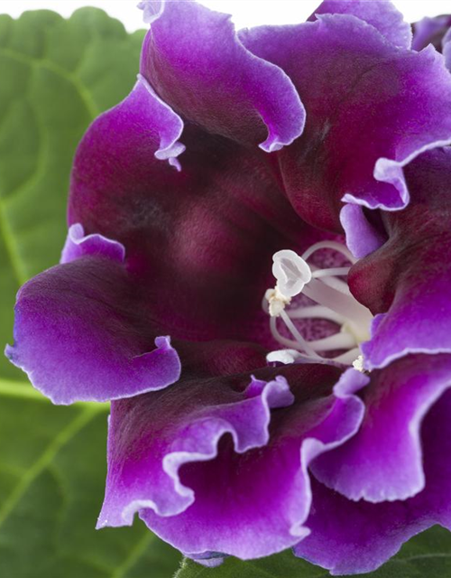 Gloxinia Sonata Red