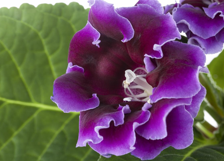 Gloxinia Sonata Red