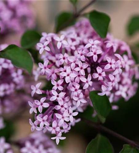 Zwergflieder Syringa meyeri Red Pixie