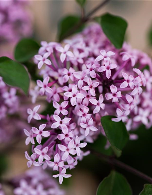 Zwergflieder Syringa meyeri Red Pixie