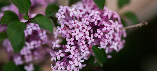 Zwergflieder Syringa meyeri Red Pixie